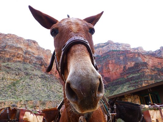 Junior the NPS Mule urges you to read this article about GCHBA volunteer trips (Grand Canyon
News, December 1, 2015; pdf; 2 mb)